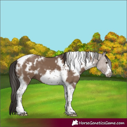 Horse Color:White Spotted Liver Red Dun Tobiano Frame