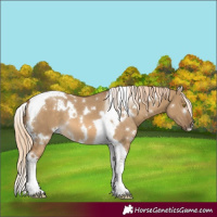 Horse Color:White Spotted Chocolate Palomino Dun Tobiano 