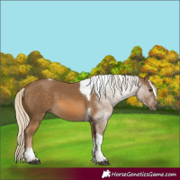 Horse Color:Chocolate Palomino Tobiano 