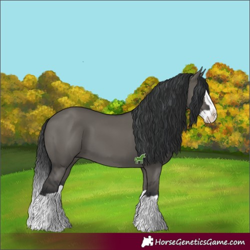 Horse Color:Grullo Splash 