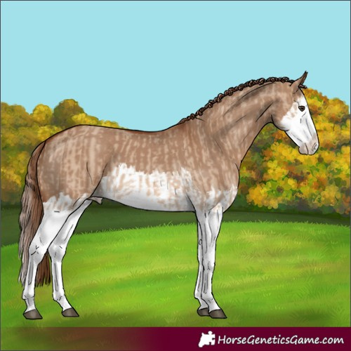 Horse Color:Red Dun Splash and Red Dun Splash