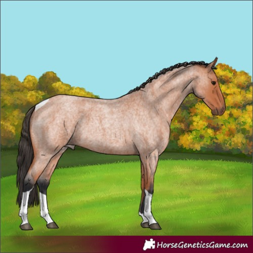 Horse Color:Bay Roan Tobiano 
