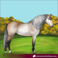 Horse Color:Gray Buckskin 