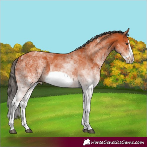 Horse Color:White Spotted Bay Splash and White Spotted Bay Splash Frame