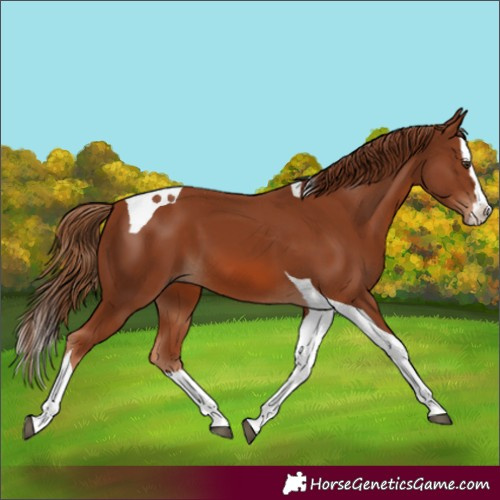Horse Color:Chestnut Splash Tobiano 