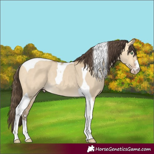 Horse Color:Sable Cream Champagne Dun Tobiano 