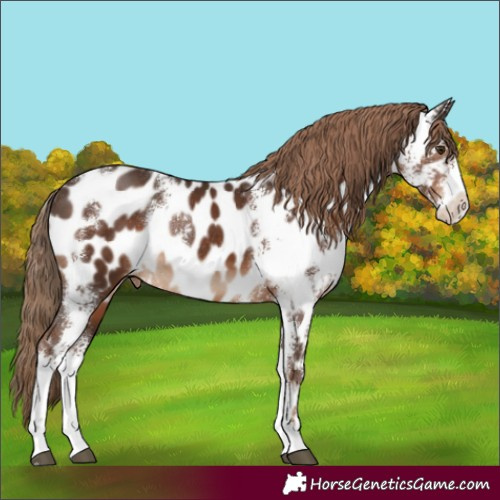 Horse Color:Liver Chestnut Sabino Appaloosa Rabicano 