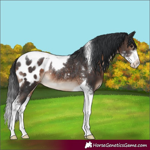 Horse Color:Brown Sabino Tobiano Appaloosa Rabicano