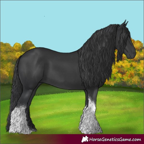 Horse Color:Black Tobiano Rabicano