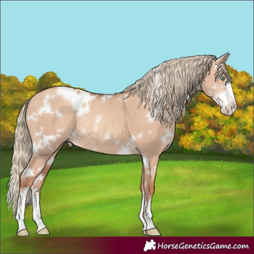 Horse Color:White Spotted Gold Champagne Dun Sabino Rabicano 