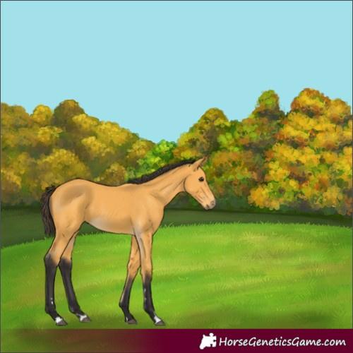 Horse Color:Buckskin 