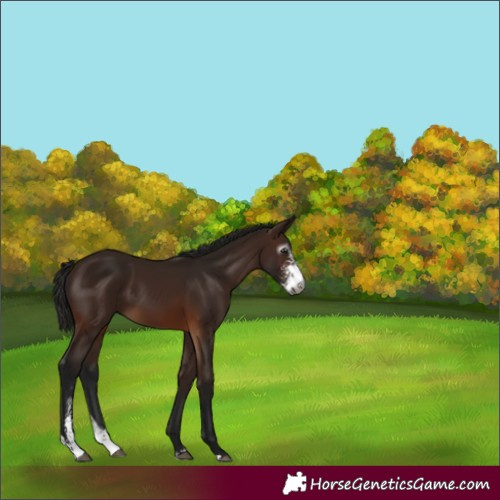 Horse Color:Gray Bay Sabino 