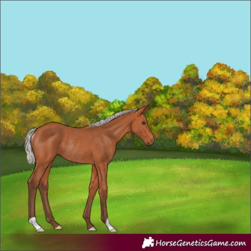 Horse Color:Silver Bay Rabicano