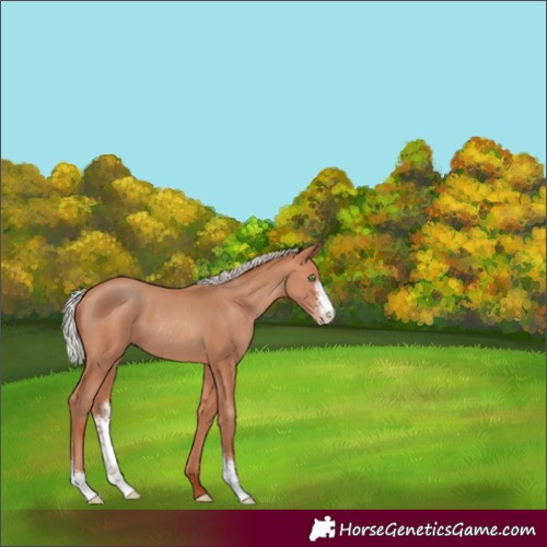 Horse Color:Silver Sable Champagne Sabino Rabicano 