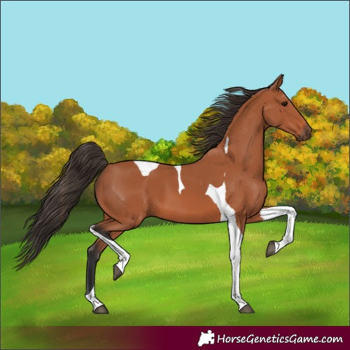 Horse Color:Bay Tobiano 