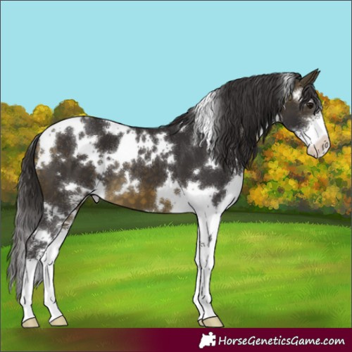 Horse Color:White Spotted Buckskin Sabino 