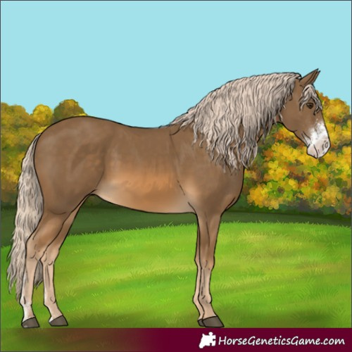 Horse Color:Chocolate Palomino Sabino 