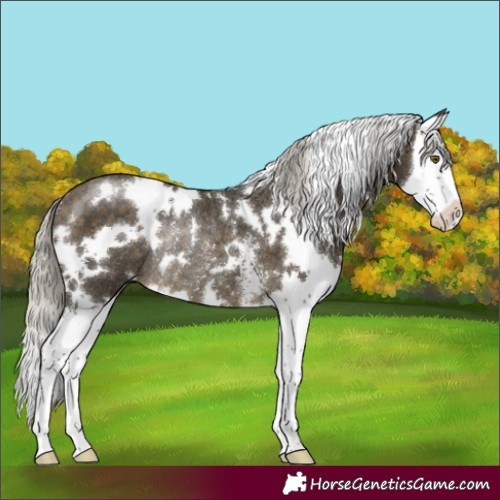 Horse Color:White Spotted Silver Buckskin Sabino Splash Rabicano 