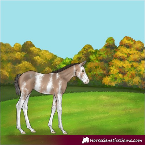 Horse Color:Sable Champagne Sabino 