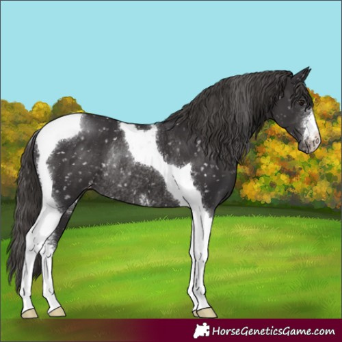Horse Color:Smoky Black Mushroom Sabino Tobiano Appaloosa Rabicano