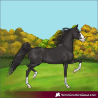 Horse Color:Smoky Black Sabino Splash