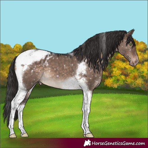 Horse Color:Brown Dun Mushroom Tobiano Appaloosa 