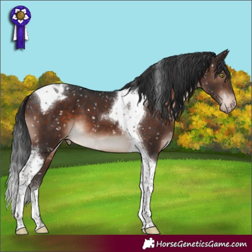 Horse Color:Brown Mushroom Tobiano Appaloosa 