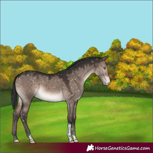 Horse Color:Brown Dun Mushroom Tobiano Appaloosa 