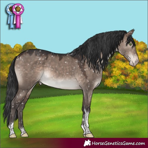 Horse Color:Brown Dun Mushroom Tobiano Appaloosa