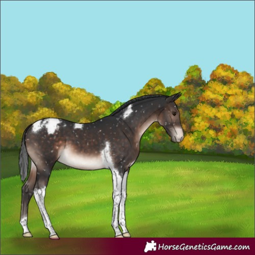Horse Color:Brown Mushroom Tobiano Appaloosa 