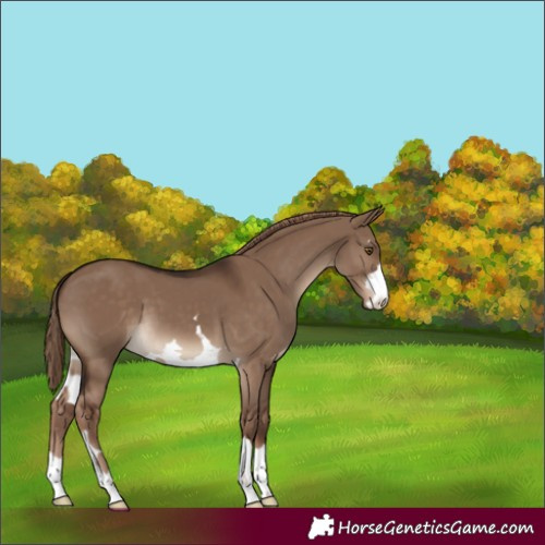 Horse Color:Liver Red Dun 