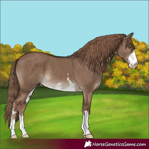 Horse Color:Liver Red Dun