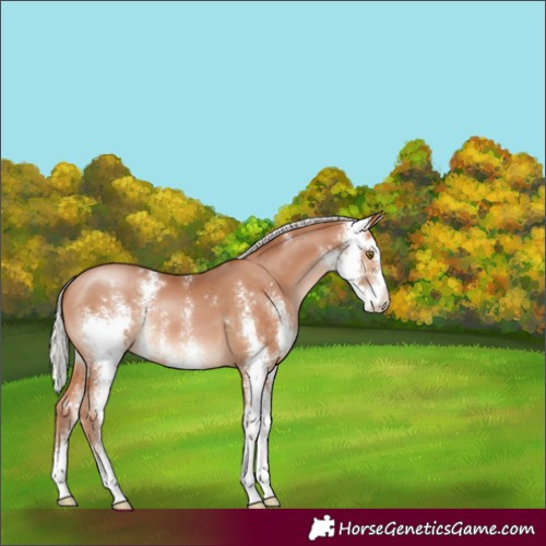 Horse Color:Silver Bay Pearl Sabino 