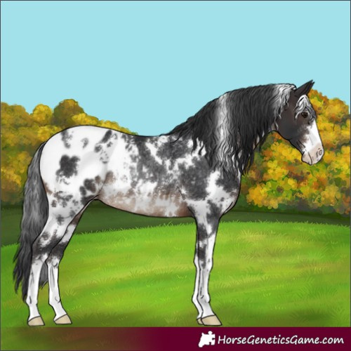 Horse Color:White Spotted Brown Appaloosa Rabicano