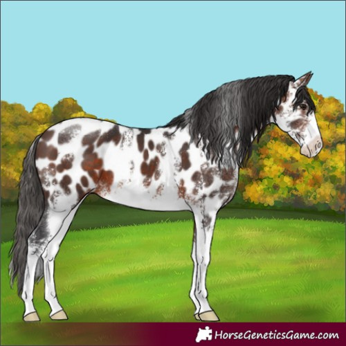 Horse Color:Brown Sabino Appaloosa