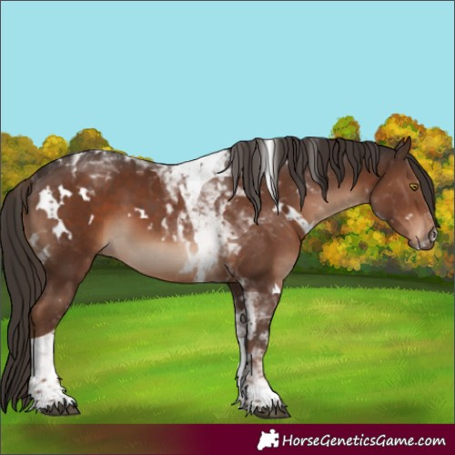Horse Color:White Spotted Liver Chestnut Tobiano