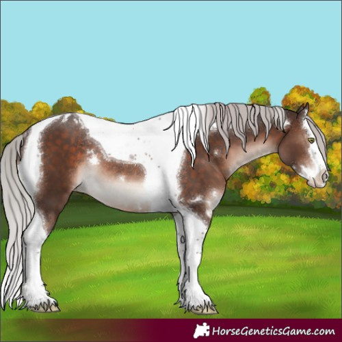 Horse Color:White Spotted Silver Brown Mushroom Splash Tobiano Appaloosa Rabicano