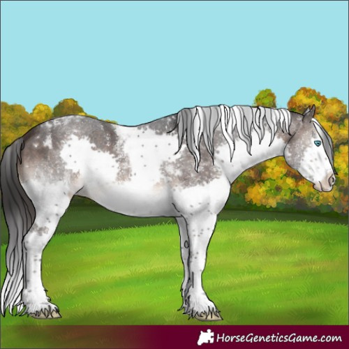 Horse Color:White Spotted Brown Splash Tobiano Rabicano