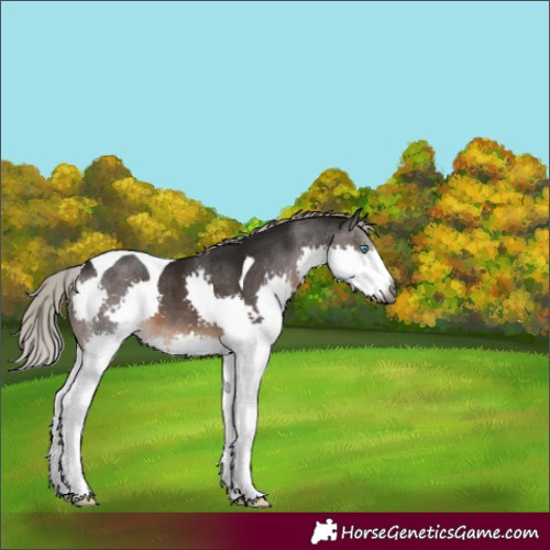 Horse Color:Gray Silver Brown Splash Tobiano 