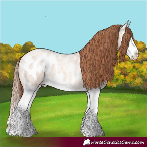 Horse Color:Gold Champagne Roan Dun Splash Appaloosa 