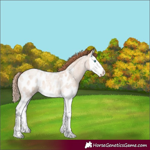 Horse Color:Gold Champagne Roan Dun Splash Appaloosa 