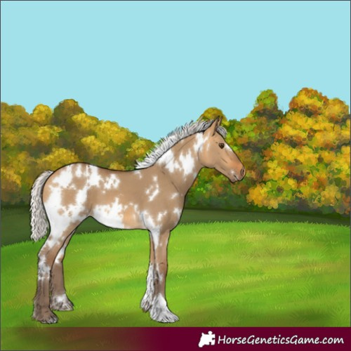 Horse Color:White Spotted Silver Buckskin Dun 