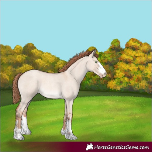 Horse Color:Gold Champagne Roan Dun 