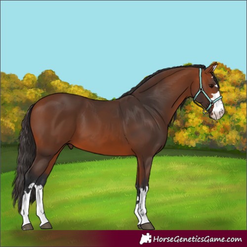 Horse Color:Bay 