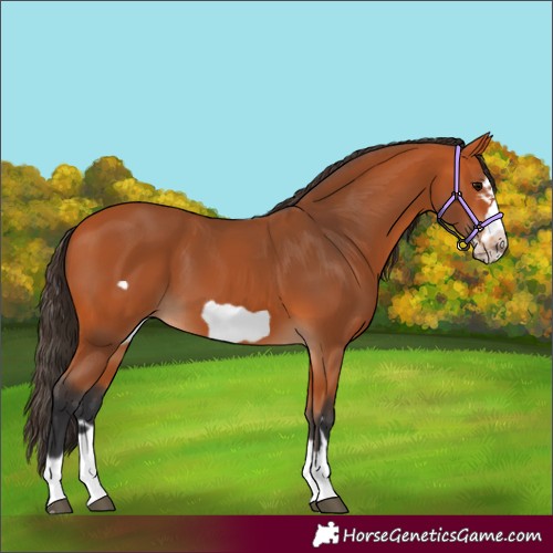 Horse Color:Bay Frame 