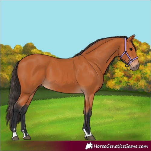 Horse Color:Bay 