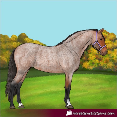 Horse Color:Bay Roan