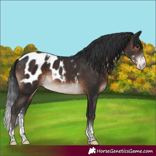 Horse Color:Brown Sabino Tobiano Appaloosa Rabicano 