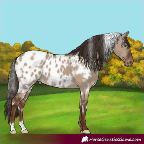 Horse Color:White Spotted Liver Red Dun Appaloosa 