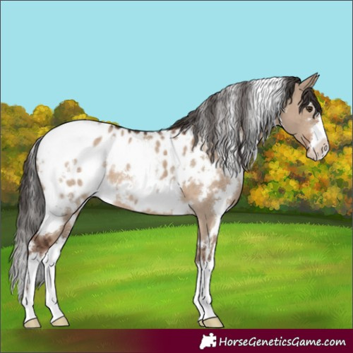 Horse Color:White Spotted Liver Red Dun Appaloosa 